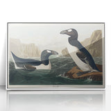 Romanticism Art: "Great Auk" by John James Audubon