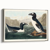 Romanticism Art: "Great Auk" by John James Audubon