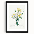 Neoclassical Art Print: Double Daffodil by Redouté - Botanical Wall Decor