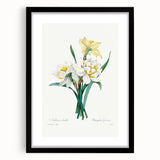 Neoclassical Art Print: Double Daffodil by Redouté - Botanical Wall Decor
