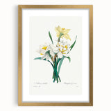Neoclassical Art Print: Double Daffodil by Redouté - Botanical Wall Decor