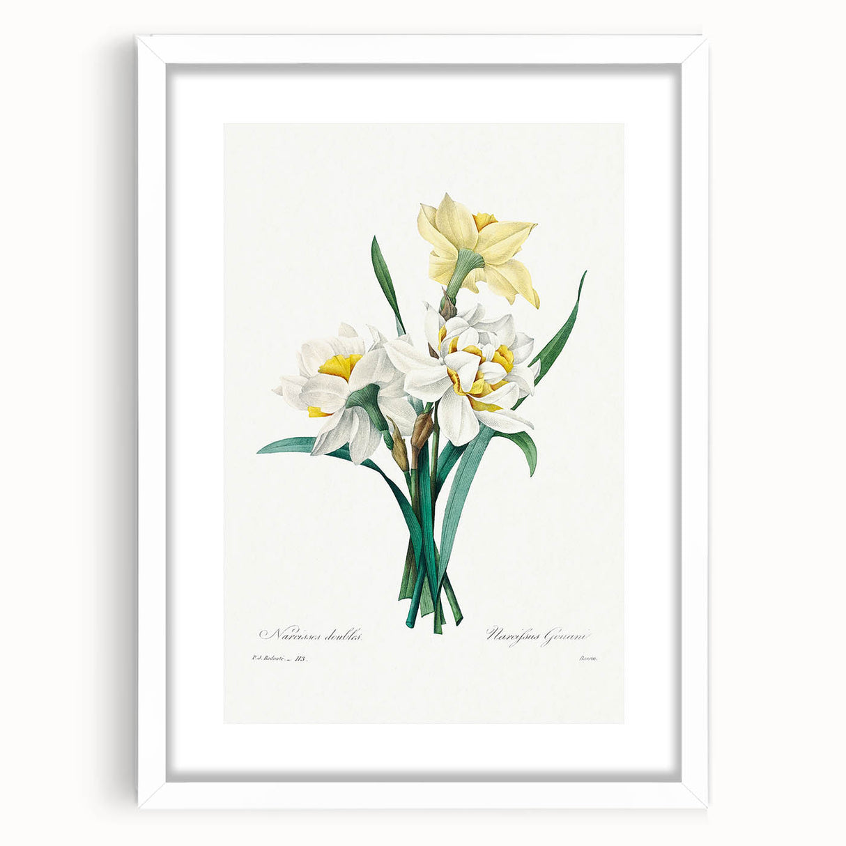 Neoclassical Art Print: Double Daffodil by Redouté - Botanical Wall Decor