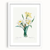 Neoclassical Art Print: Double Daffodil by Redouté - Botanical Wall Decor