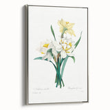 Neoclassical Art Print: Double Daffodil by Redouté - Botanical Wall Decor