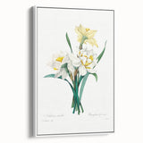 Neoclassical Art Print: Double Daffodil by Redouté - Botanical Wall Decor