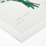 Neoclassical Art Print: Double Daffodil by Redouté - Botanical Wall Decor