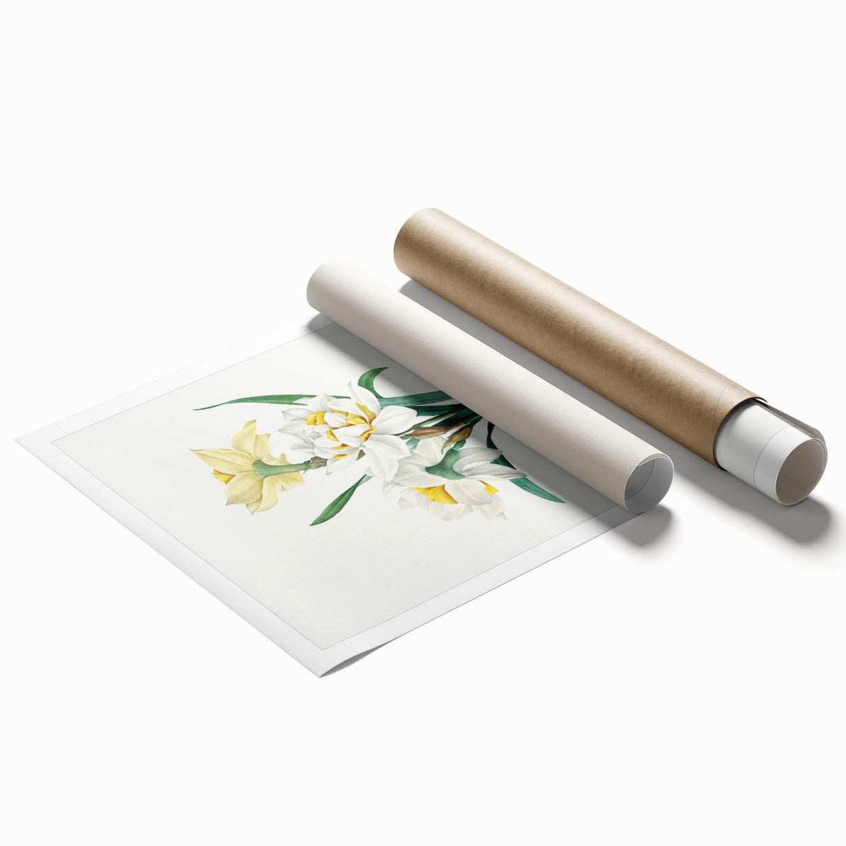 Neoclassical Art Print: Double Daffodil by Redouté - Botanical Wall Decor