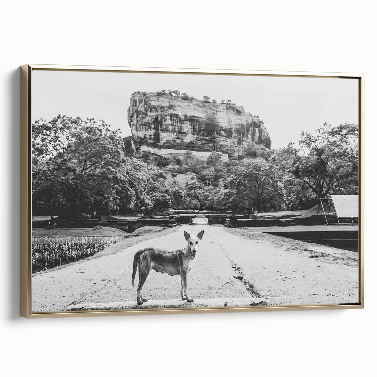 Framed canvas featuring a vintage-style landscape painting of a Sri Lankan scenery in black and gold tones.