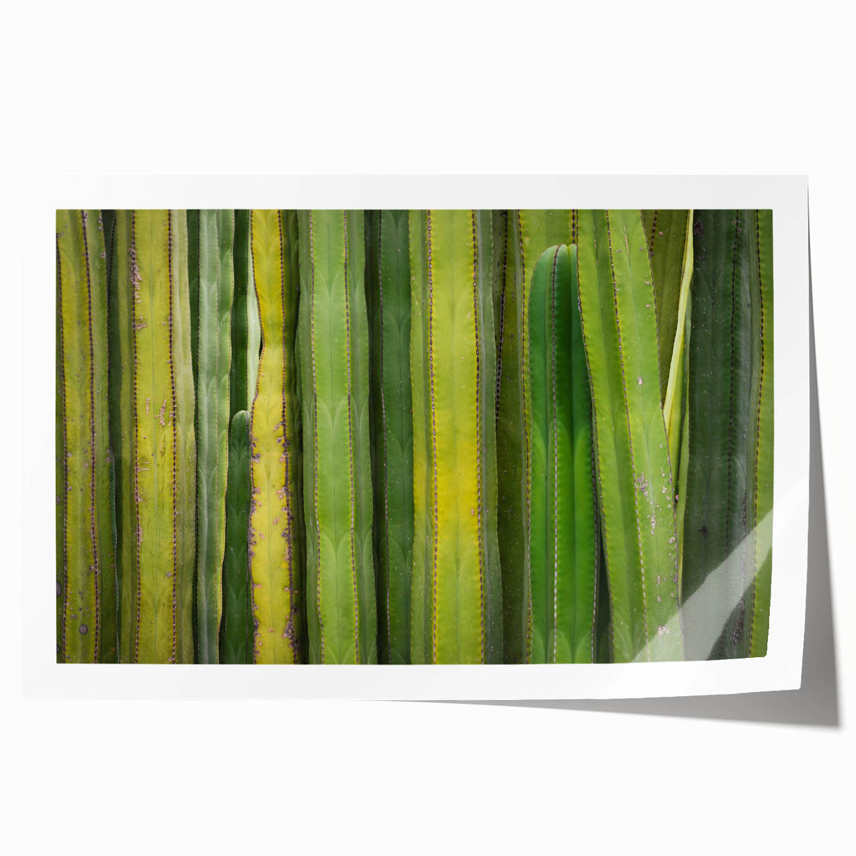 Extra large rolled print of Oaxaca, Mexico scenery with vibrant floral elements, ideal for art wall dining room.