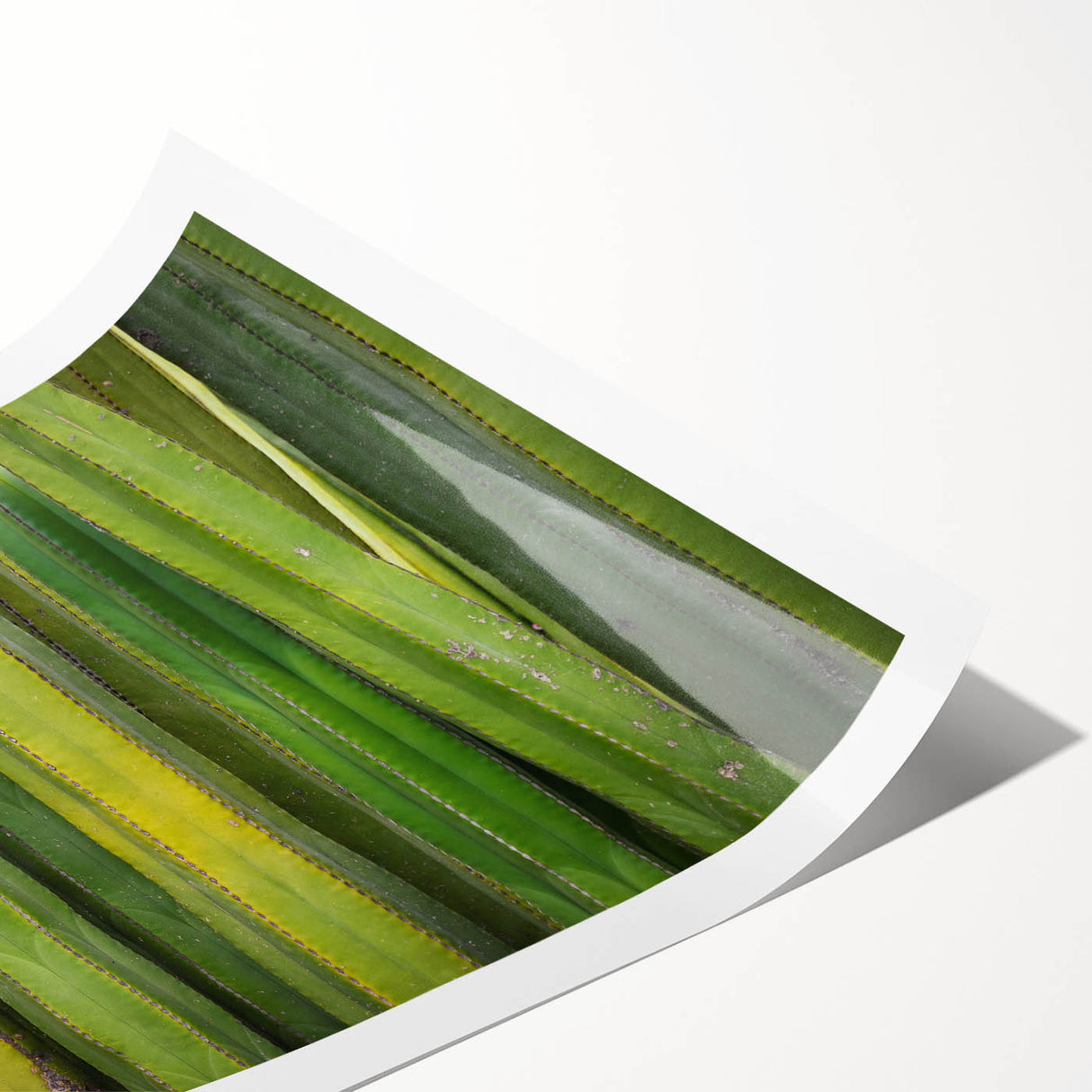 Extra large wall art featuring line art flowers in neutral tones on a rolled print, ideal for large living room decor.