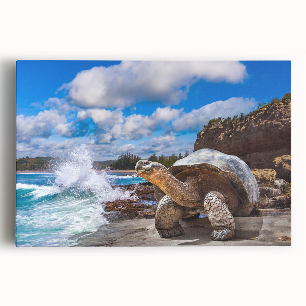 Black and white stretched canvas of Galapagos scenery, ideal for kitchen wall art.