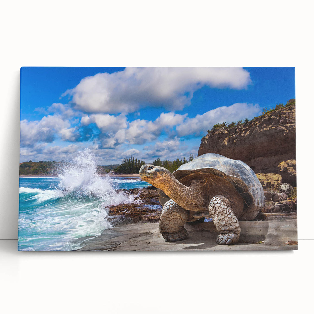 Black and white stretched canvas of Galapagos scenery, ideal for kitchen wall art or bedroom ambiance.