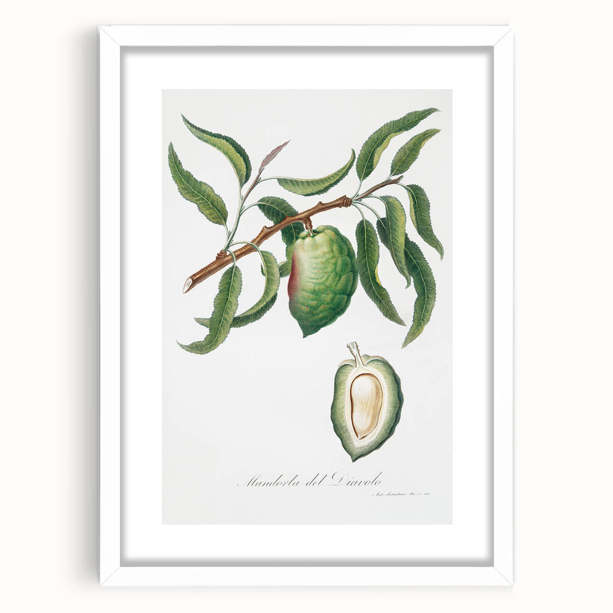 Classic Romantic Paintings: Pelargonium Zonale Art Print
