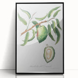 Classic Romantic Paintings: Pelargonium Zonale Art Print