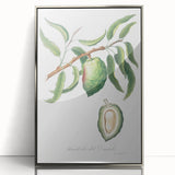 Classic Romantic Paintings: Pelargonium Zonale Art Print