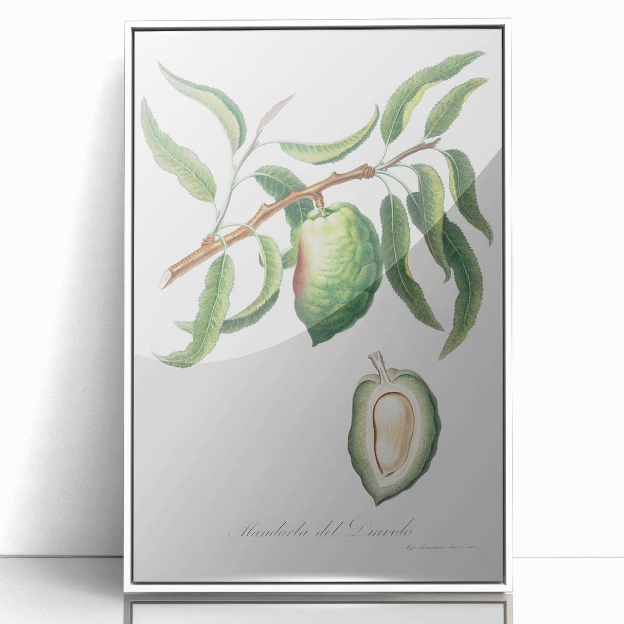 Classic Romantic Paintings: Pelargonium Zonale Art Print