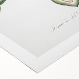 Classic Romantic Paintings: Pelargonium Zonale Art Print