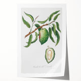 Classic Romantic Paintings: Pelargonium Zonale Art Print