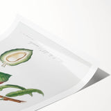 Classic Romantic Paintings: Pelargonium Zonale Art Print