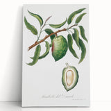 Classic Romantic Paintings: Pelargonium Zonale Art Print