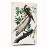 Famous Romantic Era Art: Green Begonia Rex Canvas Print