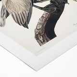 Famous Romantic Era Art: Green Begonia Rex Canvas Print