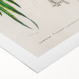 Classic Romantic Paintings: Farmyard Fowls by John James Audubon