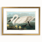 Romanticism Art: "Common American Swan" by John James Audubon