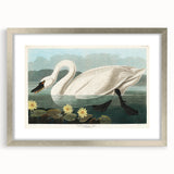 Romanticism Art: "Common American Swan" by John James Audubon