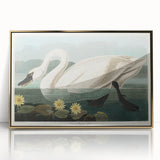 Romanticism Art: "Common American Swan" by John James Audubon