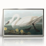 Romanticism Art: "Common American Swan" by John James Audubon