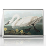Romanticism Art: "Common American Swan" by John James Audubon