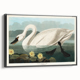 Romanticism Art: "Common American Swan" by John James Audubon