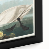 Romanticism Art: "Common American Swan" by John James Audubon