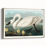 Romanticism Art: "Common American Swan" by John James Audubon