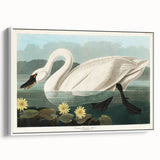 Romanticism Art: "Common American Swan" by John James Audubon