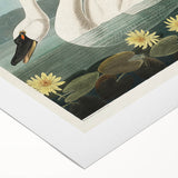 Romanticism Art: "Common American Swan" by John James Audubon