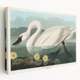 Romanticism Art: "Common American Swan" by John James Audubon