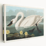 Romanticism Art: "Common American Swan" by John James Audubon
