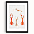 Fine Art Realism Illustration - Whiplash Squid Deep-Sea Print Canvas