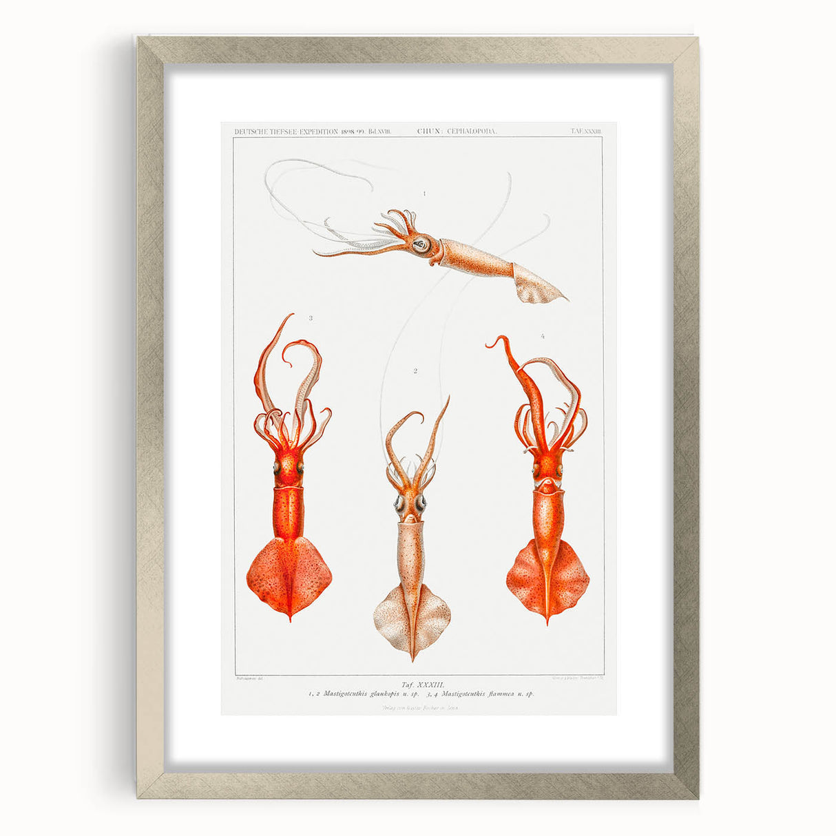 Fine Art Realism Illustration - Whiplash Squid Deep-Sea Print Canvas