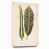 Romanticism Art: Croton Botanical Illustration for Classic Decor