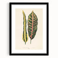 Romanticism Art: Croton Botanical Illustration for Classic Decor