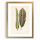 Romanticism Art: Croton Botanical Illustration for Classic Decor