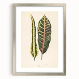 Romanticism Art: Croton Botanical Illustration for Classic Decor