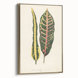 Romanticism Art: Croton Botanical Illustration for Classic Decor