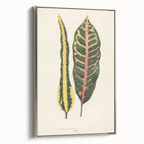 Romanticism Art: Croton Botanical Illustration for Classic Decor