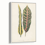 Romanticism Art: Croton Botanical Illustration for Classic Decor