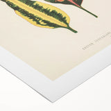 Romanticism Art: Croton Botanical Illustration for Classic Decor