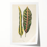 Romanticism Art: Croton Botanical Illustration for Classic Decor